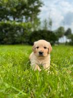 Golden retriever pups, Dieren en Toebehoren, Honden | Retrievers, Spaniëls en Waterhonden, Golden retriever, Nederland, CDV (hondenziekte)