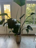 Kamerplant Strelitzia nicolai, Ophalen, 100 tot 150 cm, Overige soorten, In pot