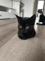 Kittens 2, Dieren en Toebehoren, Katten en Kittens | Overige Katten, Meerdere dieren, Kortharig, 0 tot 2 jaar