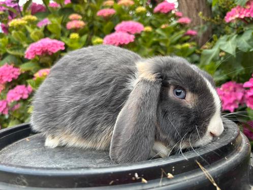 Lieve NHD ram * Mats *, Dieren en Toebehoren, Konijnen, Dwerg, Mannelijk, 0 tot 2 jaar, Hangoor