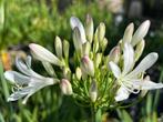 Agapanthus “Strawberry Fair”, Volle zon, Vaste plant, Zomer, Ophalen