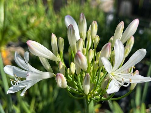 Agapanthus “Strawberry Fair”, Tuin en Terras, Planten | Tuinplanten, Vaste plant, Overige soorten, Volle zon, Zomer, Ophalen