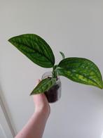 Monstera peru, Ophalen, Overige soorten, Minder dan 100 cm