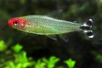 Roodkopzalm - Hemigrammus rhodostomus bij Koidreams Valburg, Vis, Zoetwatervis