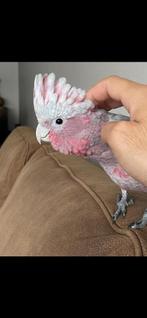 Rose kaketoe Tam!!, Dieren en Toebehoren, Ophalen of Verzenden, Zo goed als nieuw, Overige typen