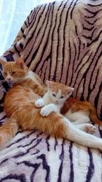 Mooie katjes aangeboden, Dieren en Toebehoren