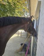 verzorgpaard aangeboden omgeving apeldoorn, Dieren en Toebehoren
