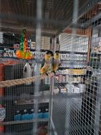 Koppel zwartkop caque 2025 verwant, Dieren en Toebehoren, Vogels | Parkieten en Papegaaien, Meerdere dieren, Papegaai, Geringd