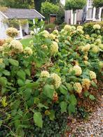 Gratis witte bol hortensia annabelle 5/6 x, Tuin en Terras, Planten | Struiken en Hagen, Ophalen, Hortensia, Minder dan 100 cm