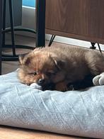 Pomchi puppy (75 % pomeriaan) mag direct mee, Dieren en Toebehoren, Parvo, Overige rassen, 8 tot 15 weken, Meerdere