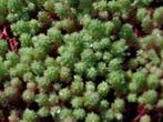 Sedum album, groen "blad", witte bloemen, bodembedekker, Bodembedekkers, Volle zon, Vaste plant, Ophalen of Verzenden