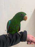 Jonge Tamme edelpapegaai, Dieren en Toebehoren, Vogels | Parkieten en Papegaaien, Mannelijk, Papegaai, Geringd