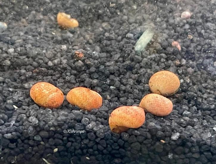 Clithon Fancy Yellow - Aquarium slakken - slak, Dieren en Toebehoren, Vissen | Aquariumvissen, Zoetwatervis, Slak of Weekdier