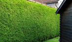 Thuja occidentalis brabant coniferen haag, Ophalen of Verzenden, Conifeer, 100 tot 250 cm