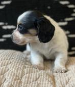 Mooie kleine kaninchen/dwerg teckel pupjes, Dieren en Toebehoren, Kaninchen, Reu, CDV (hondenziekte), 8 tot 15 weken