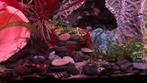 Bloody Mary garnalen 10st €15, 20st €25, Dieren en Toebehoren, Vissen | Aquariumvissen, Kreeft, Krab of Garnaal