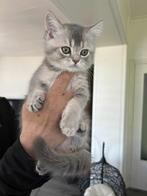 Britse korthaar kitten ( katertje ), Dieren en Toebehoren, Katten en Kittens | Raskatten | Korthaar, Kater, Ontwormd, 0 tot 2 jaar
