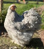 Cochin kriel diverse kleuren, Dieren en Toebehoren, Pluimvee, Meerdere dieren, Kip