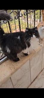 Prachtige roma, Kater, Gechipt