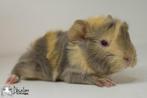 Lilac otter saffraan witte peruvian cavia, Dieren en Toebehoren, Cavia, Mannelijk, Tam, September