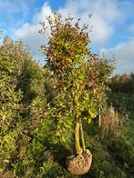 Nu volop Oude fruitbomen te koop!, Tuin en Terras, Planten | Bomen, Ophalen, Halfschaduw, Overige soorten, Lente