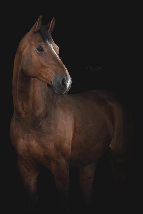 Verzorger gezocht, Dieren en Toebehoren, Paarden en Pony's | Overige Paardenspullen, Ophalen