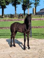Friese Fries Hengstveulen v Reinder vw 16.9%, Dieren en Toebehoren, Paarden, Niet van toepassing, 0 tot 2 jaar, Hengst, 160 tot 165 cm