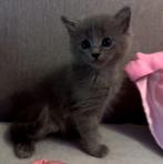 Ragdoll X Nebelung, Dieren en Toebehoren, Kater, Ontwormd