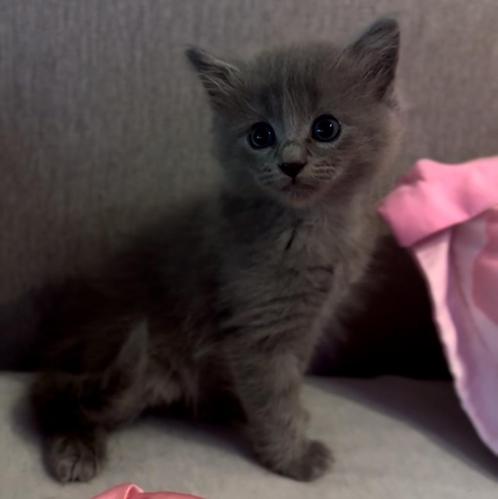 Ragdoll X Nebelung, Dieren en Toebehoren, Katten en Kittens | Raskatten | Korthaar, Kater, Ontwormd