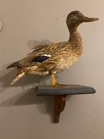 Opgezette eend, Ophalen of Verzenden, Gebruikt, Vogel, Opgezet dier