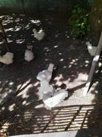 Tk sierkippen 06 57246852., Dieren en Toebehoren, Pluimvee, Vrouwelijk, Kip