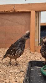 1-0 Blauwschubben kwartel, Dieren en Toebehoren, Mannelijk, Geringd