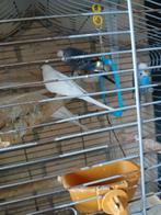 Grasparkieten, Dieren en Toebehoren, Vogels | Overige Vogels
