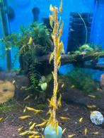 Neocaridina heteropoda Yellow garnalen., Dieren en Toebehoren, Vissen | Aquariumvissen