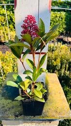 Skimnia in potjes, Tuin en Terras, Planten | Tuinplanten, Ophalen, Zomer, Overige soorten, Volle zon