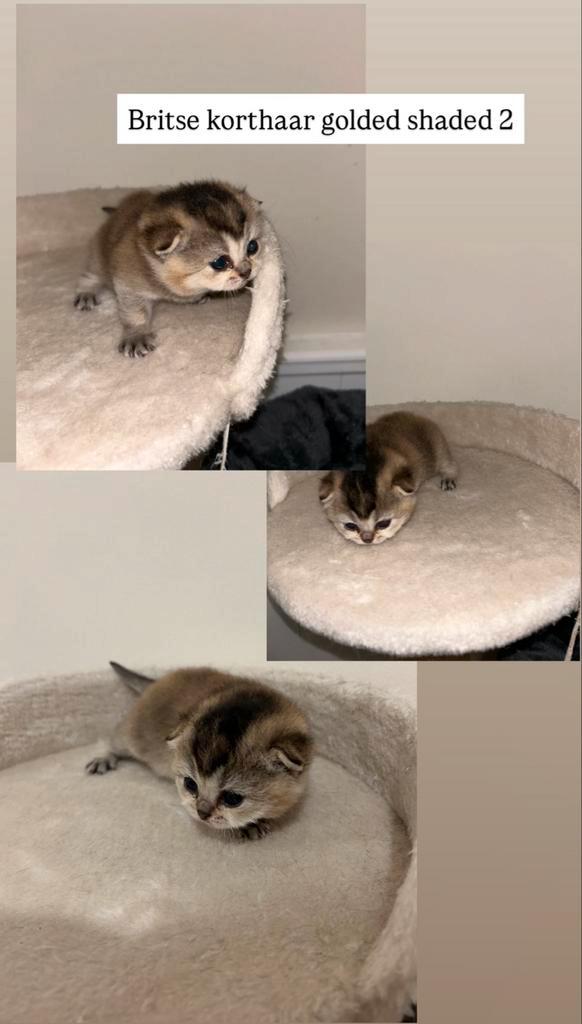 Brits kortharen golded shaded  alleen nummer 2 beschikbaar!!, Dieren en Toebehoren, Katten en Kittens | Overige Katten, Kortharig