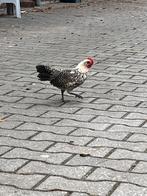 5 haantjes Citroenpel en Zilverpel (mogen ook apart weg), Mannelijk, Kip