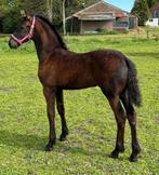 Beloftvolle en luxe Friese merrieveulen, Dieren en Toebehoren, Paarden, Merrie, Minder dan 160 cm, Gechipt, Dressuurpaard