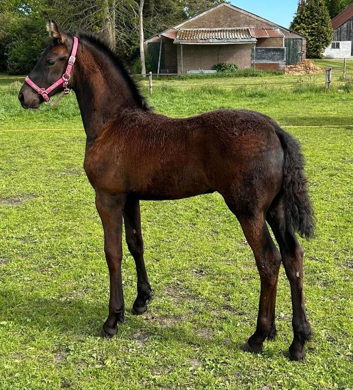 Beloftvolle en luxe Friese merrieveulen, Dieren en Toebehoren, Paarden, Merrie, Onbeleerd, Minder dan 160 cm, 0 tot 2 jaar, Dressuurpaard