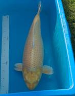 Mukashi 60 cm female, Dieren en Toebehoren, Vissen | Vijvervissen, Karper of Koi