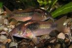 3 corydoras, Dieren en Toebehoren, Vissen | Aquariumvissen, Vis, Zoetwatervis, Schoolvis