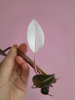 Philodendron Red Anderson variegata, Huis en Inrichting, Ophalen of Verzenden, Halfschaduw, Minder dan 100 cm