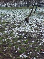 Labrador pups (1 teefje), Dieren en Toebehoren, Honden | Retrievers, Spaniëls en Waterhonden, 8 tot 15 weken, Labrador retriever