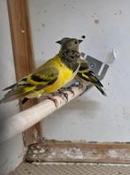 Te koop: zwartkop sijzen, Dieren en Toebehoren, Meerdere dieren, Tropenvogel