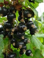 **GOEDKOOP** Ribes nigrum, zwarte bes, inheems, Ophalen of Verzenden, Overige soorten, Struik, Minder dan 100 cm