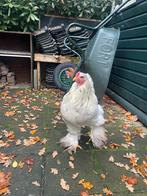 Brahma haan mei ‘25, Dieren en Toebehoren, Pluimvee, Mannelijk, Kip