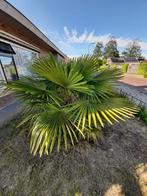 waaierpalm >150 hoog, Tuin en Terras, Ophalen, Volle zon, Overige soorten, 100 tot 250 cm