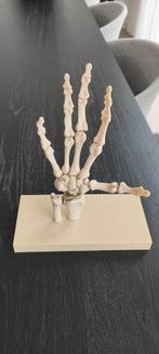 Anatomisch Hand Skelet Model, Antiek en Kunst, Ophalen