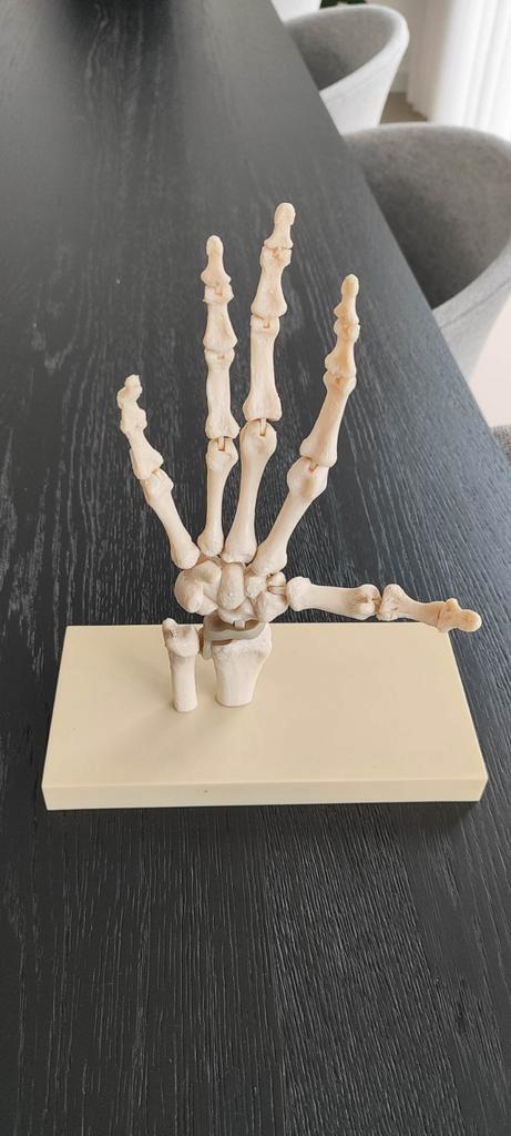 Anatomisch Hand Skelet Model, Antiek en Kunst, Kunst | Beelden en Houtsnijwerken, Ophalen
