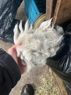Alpaca wol, Hobby en Vrije tijd, Breien en Haken, Ophalen, Nieuw, Breien of Haken, Wol of Garen